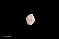 藏品(瑪瑙珠)的圖片